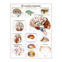 Grafico anatomico: cervello umano